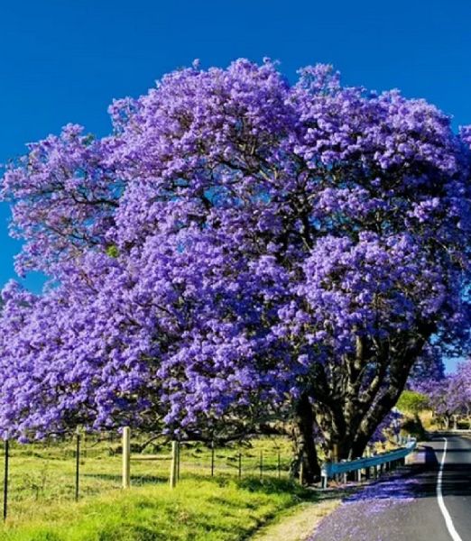 Jacaranda mimosifolia